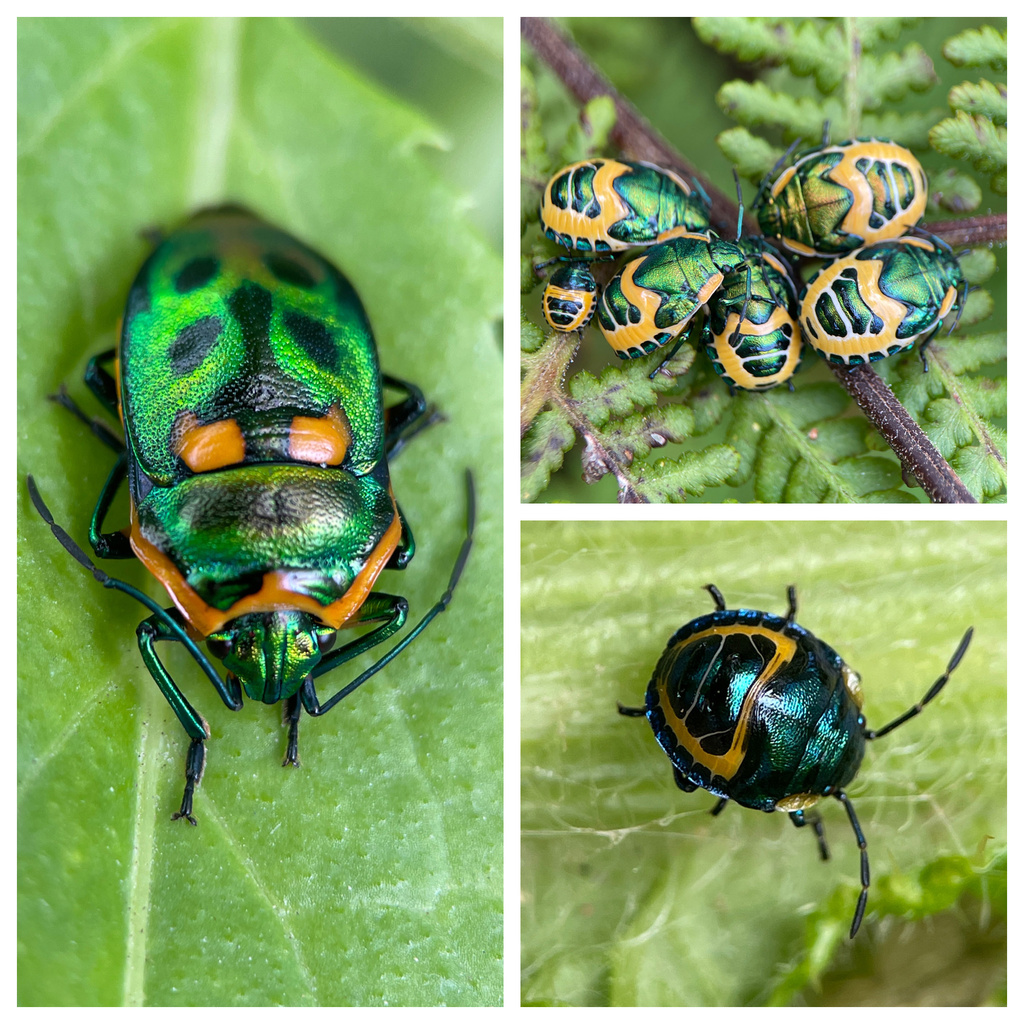 Metallic Shield Bug