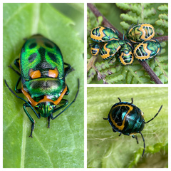 Metallic Shield Bug