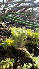 Cirsium kamtschaticum
