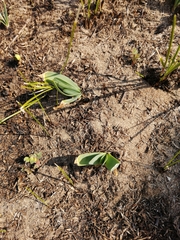 Allium nutans