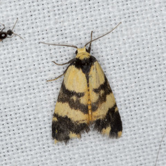 Thallarcha chrysochares