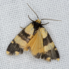 Thallarcha chrysochares