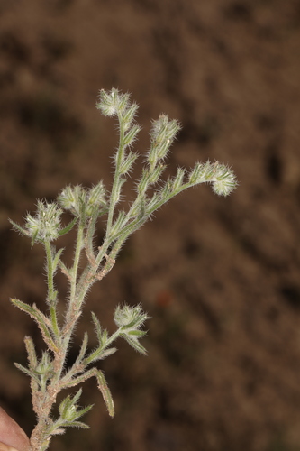 Image of gray cryptantha by (c) Steve Matson, some rights reserved (CC BY)