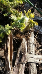 Cirsium kamtschaticum