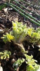 Cirsium kamtschaticum