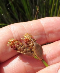 Nevillea obtusissima
