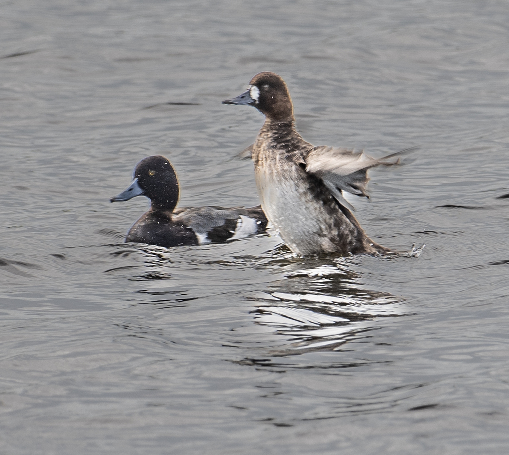 lesser-scaup-from-city-of-marco-marco-island-fl-usa-on-january-24