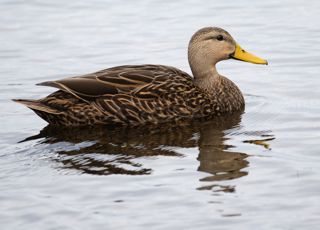 Mottled Duck from City of Marco, Marco Island, FL, USA on January 24 ...