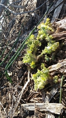 Cirsium kamtschaticum