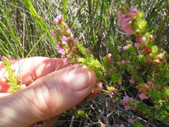 Erica intervallaris intervallaris