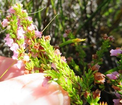 Erica intervallaris intervallaris