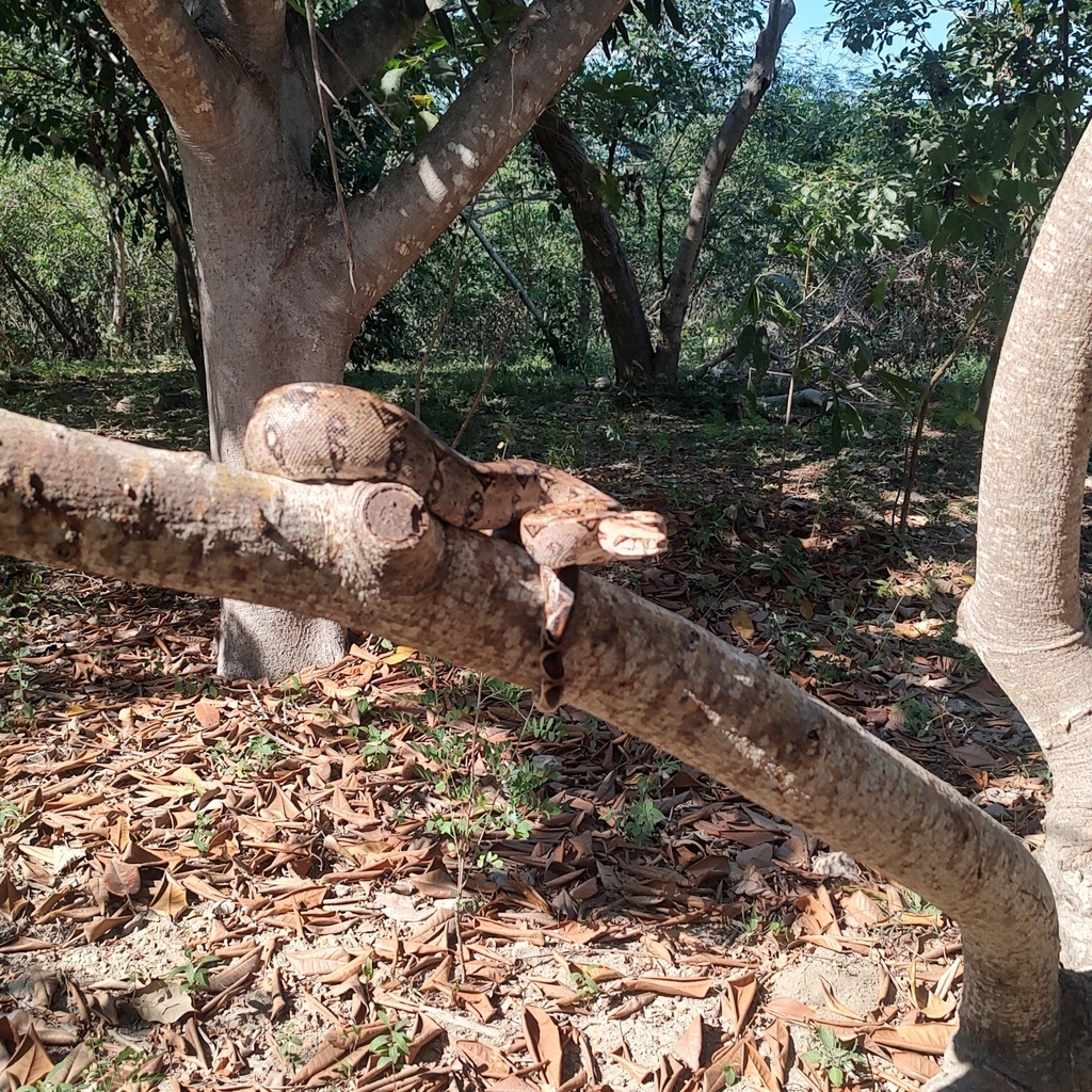 Mexican West Coast Boa Constrictor from Villa Las Flores, Puerto ...