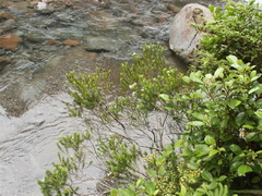 Veronica venustula