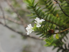 Veronica venustula, photograph Joe Dillon, CC BY, iNaturalist via GBIF