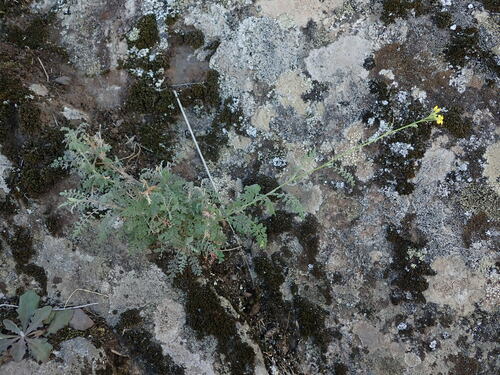 Descurainia artemisioides
