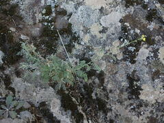 Descurainia artemisioides