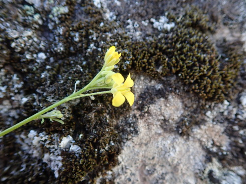Descurainia artemisioides, photograph 1