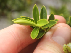 Veronica venustula, photograph Joe Dillon, CC BY, iNaturalist via GBIF