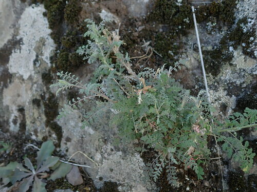 Descurainia artemisioides, photograph 2