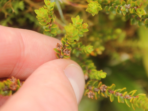 Image of Epacris alpina by (c) Joe Dillon, some rights reserved (CC BY)