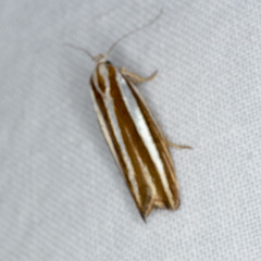 Catoryctis subparallela