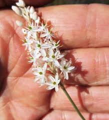 Bulbinella trinervis