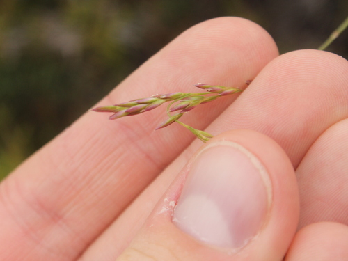 Image of Agrostis Aucklandica (Agrostis aucklandica) by (c) Joe Dillon, some rights reserved (CC BY)