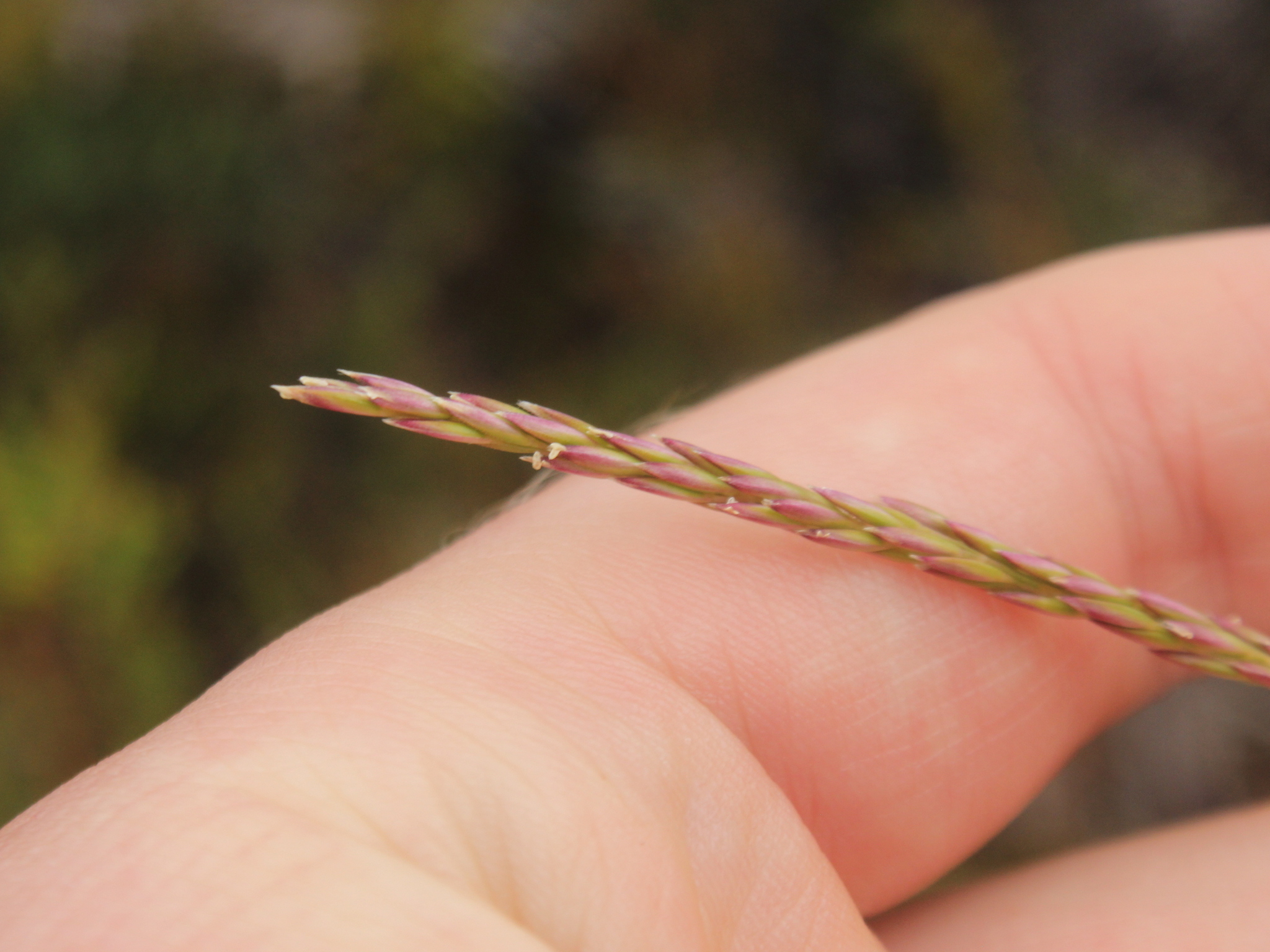 Agrostis aucklandica