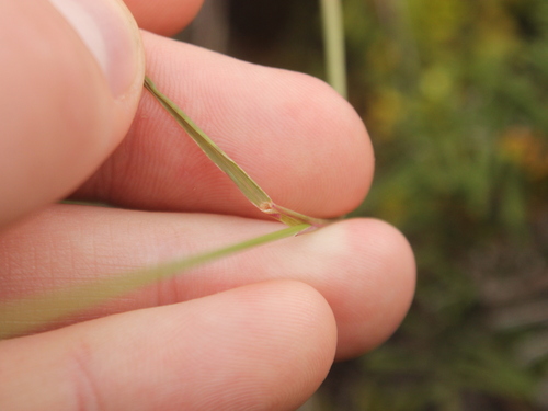 Image of Agrostis Aucklandica (Agrostis aucklandica) by (c) Joe Dillon, some rights reserved (CC BY)