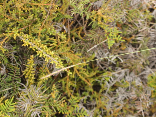 Image of Agrostis Aucklandica (Agrostis aucklandica) by (c) Joe Dillon, some rights reserved (CC BY)