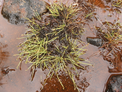 Isolepis crassiuscula iNat (2)