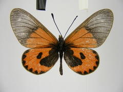 Acraea eltringhami