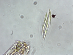 Elakatothrix