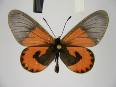 Acraea eltringhami