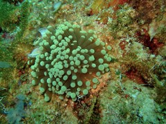 Euphyllia glabrescens