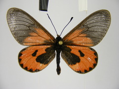 Acraea eltringhami