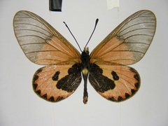 Acraea eltringhami