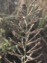 Pogonarthria squarrosa