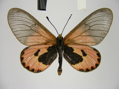 Acraea eltringhami