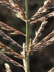 Pogonarthria squarrosa