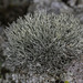 Niebla ceruchoides - Photo (c) Zack Abbey, some rights reserved (CC BY), uploaded by Zack Abbey