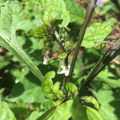 Image of Solanum opacum by no rights reserved