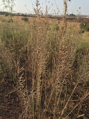 Pogonarthria squarrosa