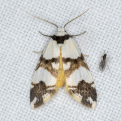Thallarcha albicollis