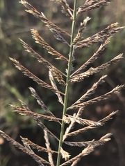 Pogonarthria squarrosa