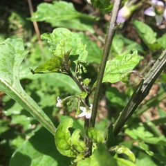 Solanum opacum