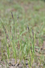 Carex hartmanii