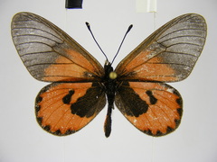 Acraea eltringhami