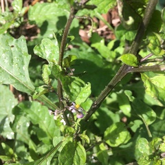 Solanum opacum