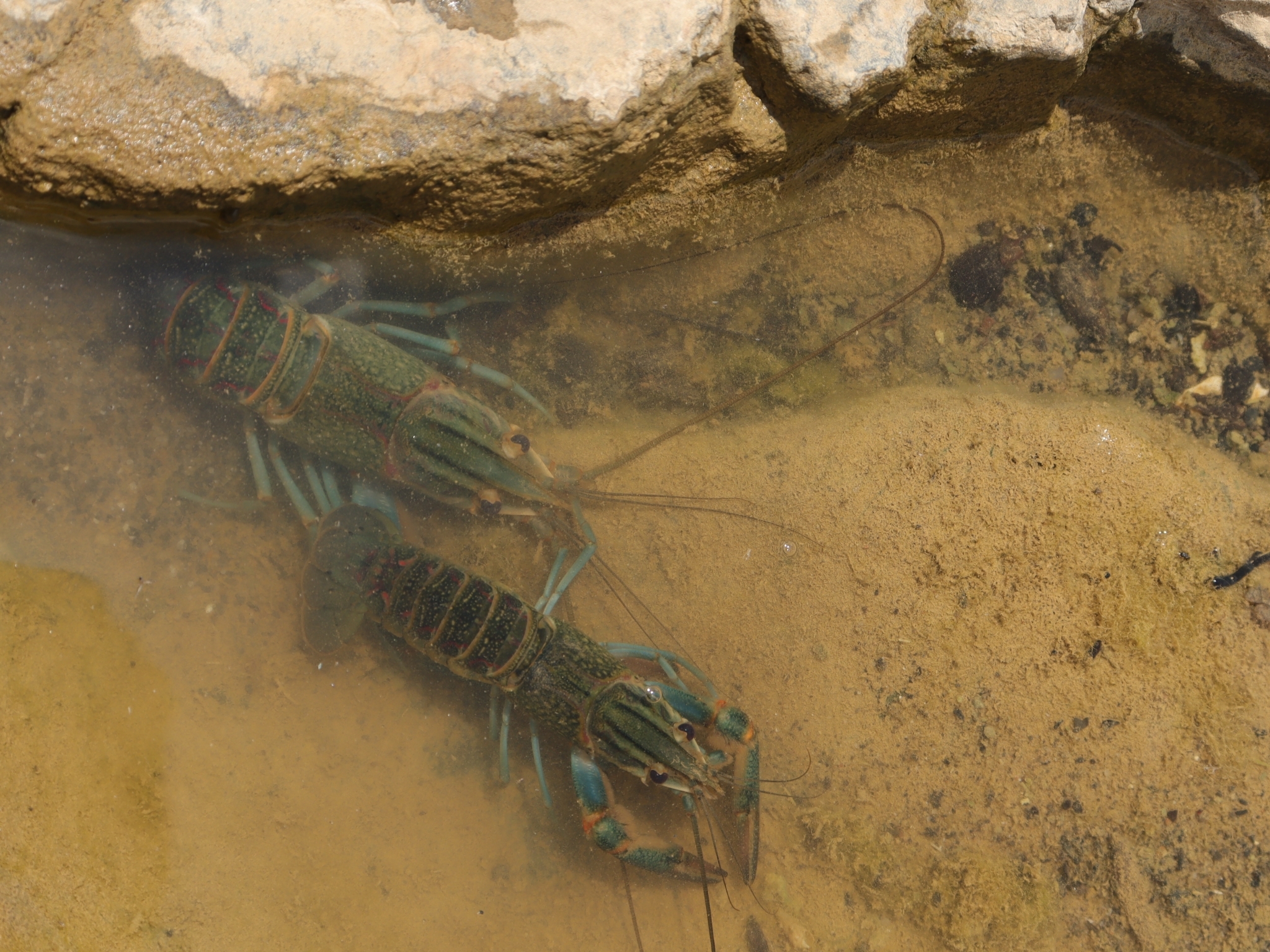 Cherax image